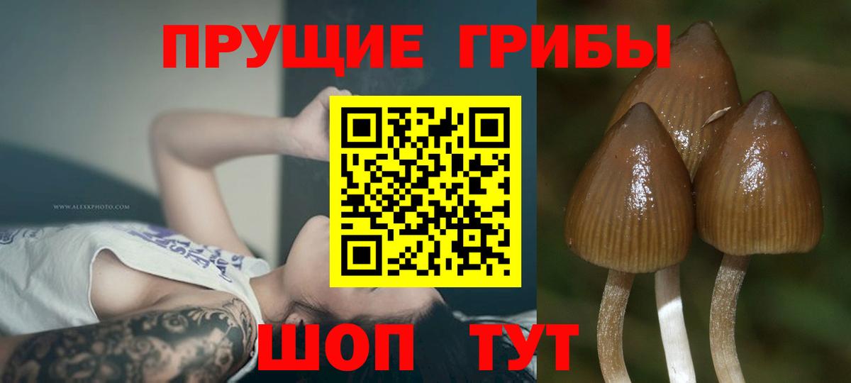 Псилоцибиновые грибы MAGIC MUSHROOMS Туапсе